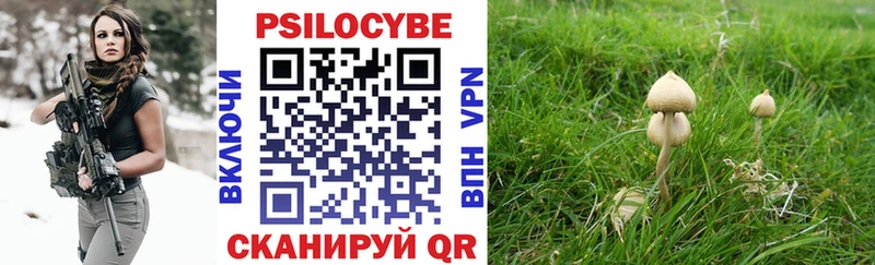 Галлюциногенные грибы Psilocybine cubensis  Купить где  Михайловка 